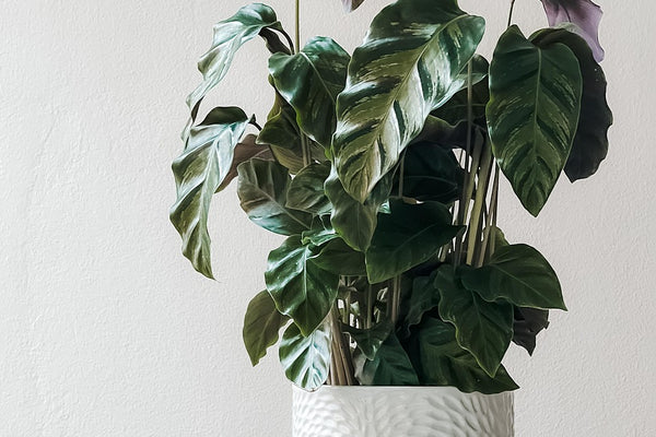 Smart Plant Monitor